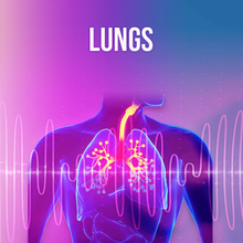 画像をギャラリービューアに読み込む, Organs