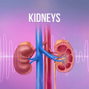 Organs